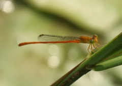 Ceriagrion rubiae