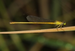 Ceriagrion chromothorax