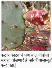 Opuntia elatior