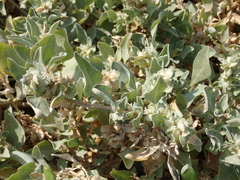 Atriplex maximowicziana