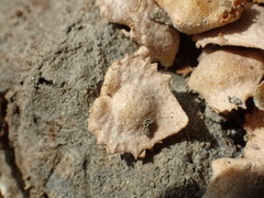 Atriplex maximowicziana