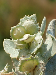 Atriplex maximowicziana