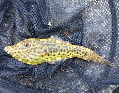 Scrawled Filefish photo 4