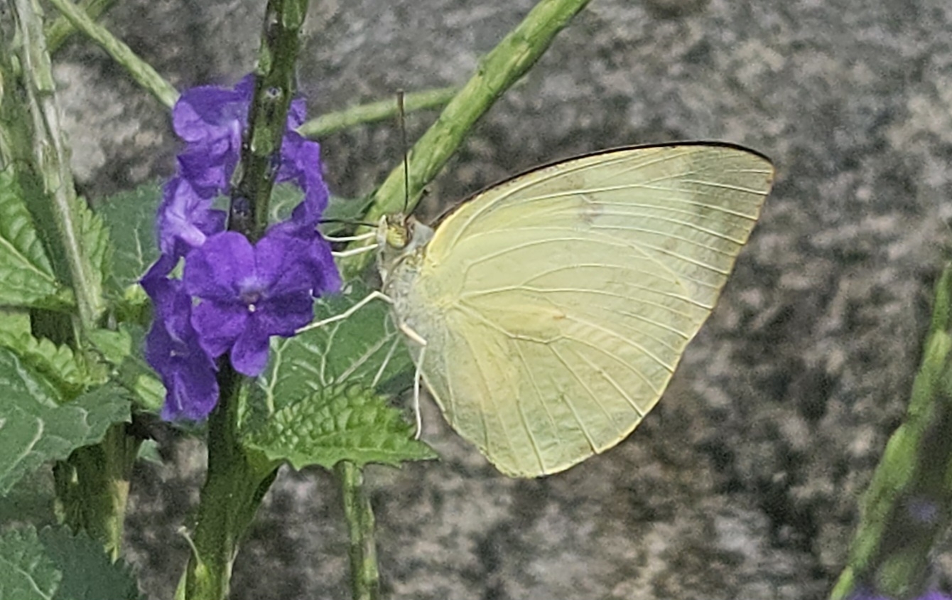 Lemon Emigrant