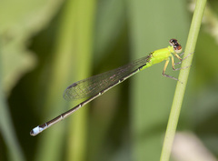 Ischnura capreolus