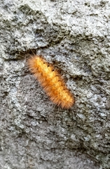 Lepidoptera