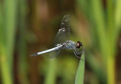 Brachydiplax sobrina
