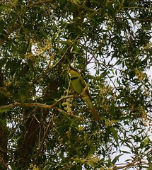 Merops viridissimus