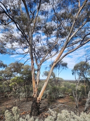 Eucalyptus clelandiorum, photograph (c) Belinda Forbes, some rights reserved (CC BY)
