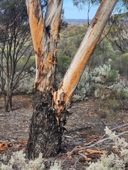 Eucalyptus clelandiorum, photograph (c) Belinda Forbes, some rights reserved (CC BY)