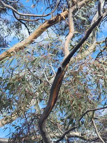 Eucalyptus clelandiorum, photograph 6