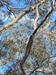 Eucalyptus clelandiorum, photograph (c) Belinda Forbes, some rights reserved (CC BY)