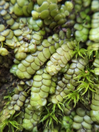 Radula marginata