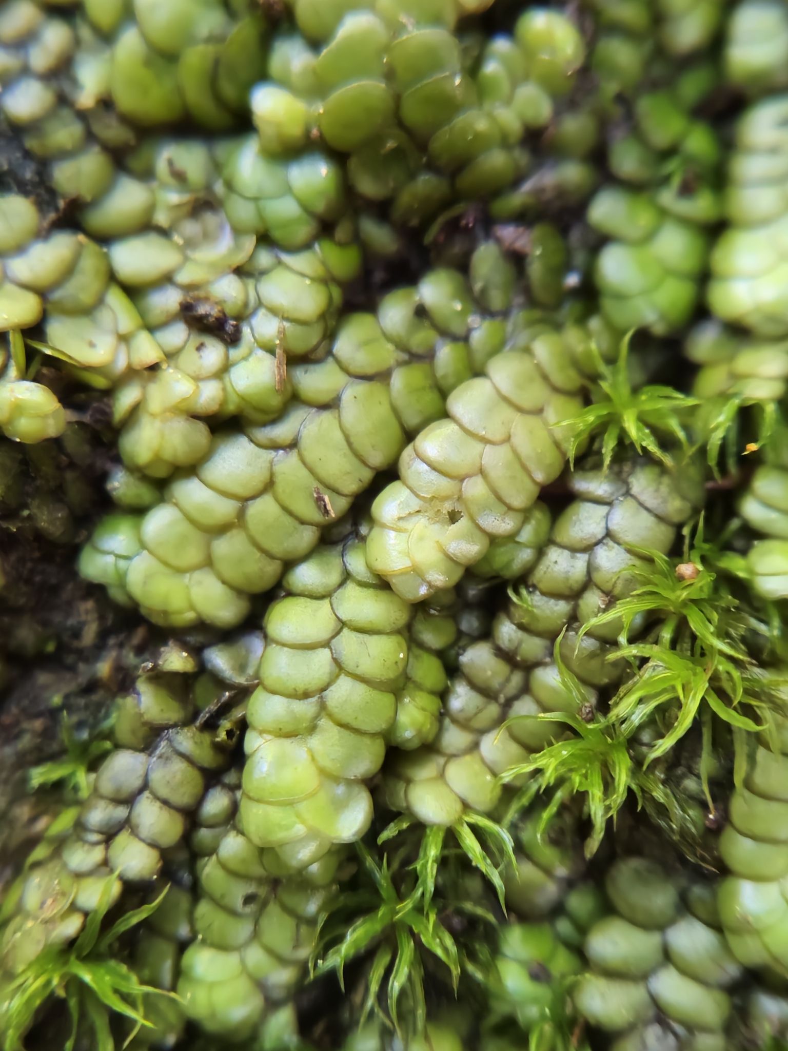 Radula marginata
