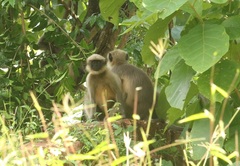 Semnopithecus hypoleucos
