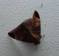 Pindara illibata