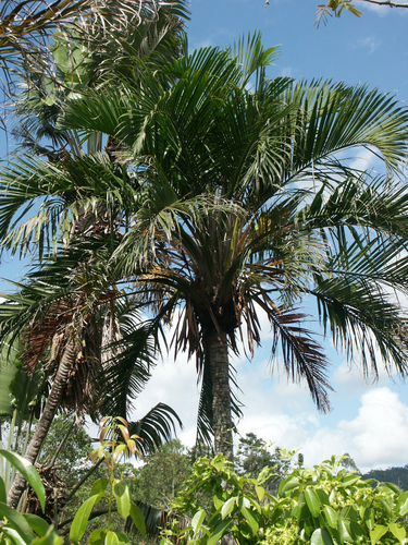 Ravenea sambiranensis
