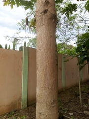 Terminalia superba