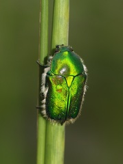 Chiloloba acuta