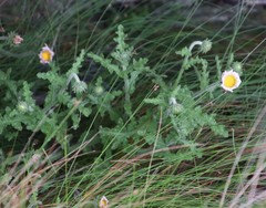 Arctotis aspera aspera