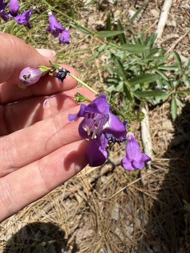 Penstemon neomexicanus, photograph 6
