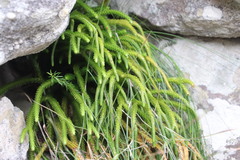 Phlegmariurus gnidioides