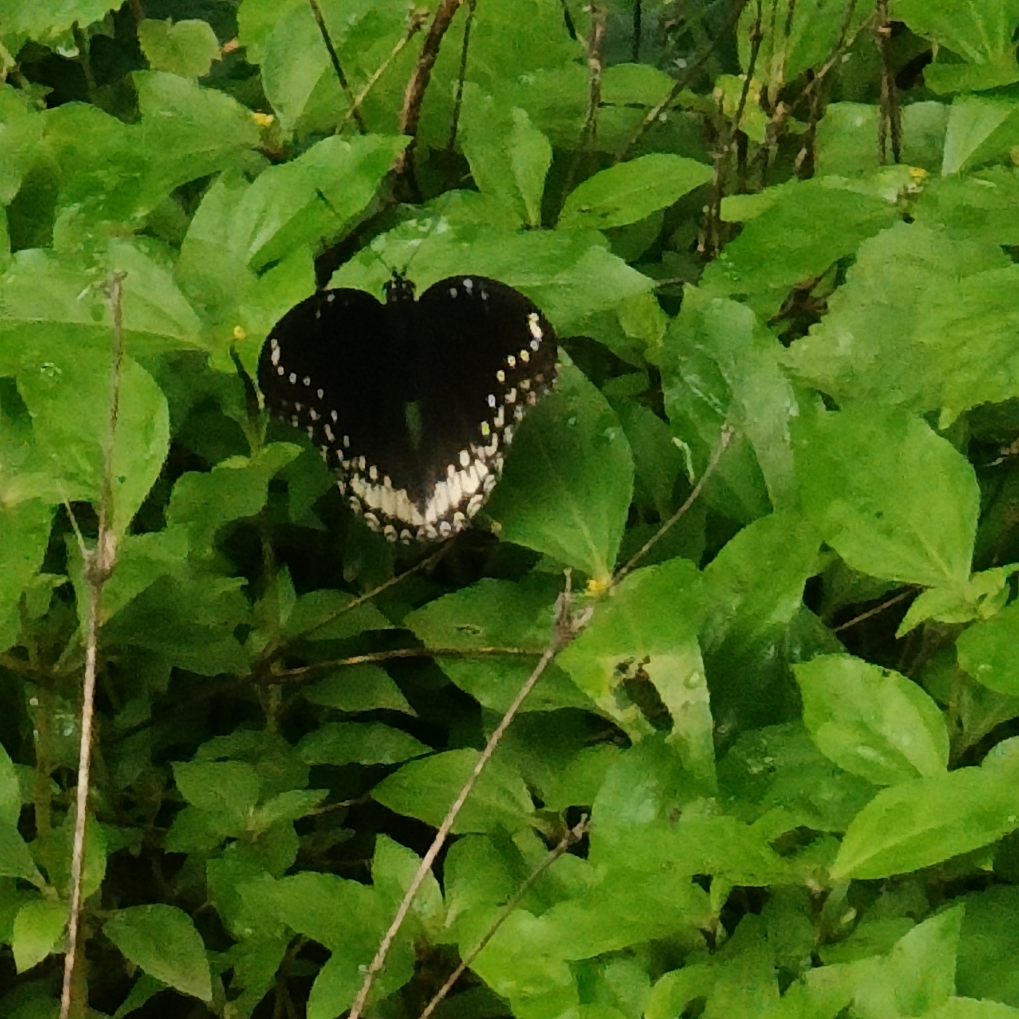 Great Eggfly