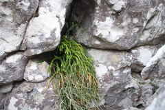 Phlegmariurus gnidioides