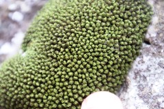 Trichostomum brachydontium