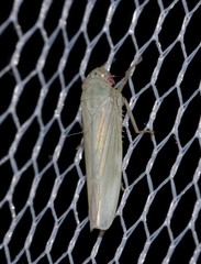 Cofana spectra