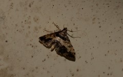 Nacoleia amphicedalis