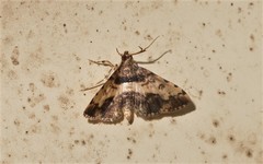 Nacoleia amphicedalis