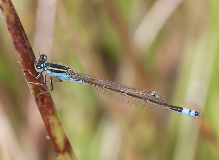 Ischnura fluviatilis image