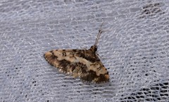 Nacoleia amphicedalis