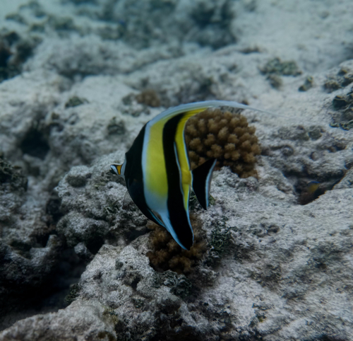 Moorish Idol — seen at this dive site
