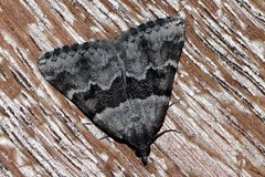 Dichromodes mesodonta