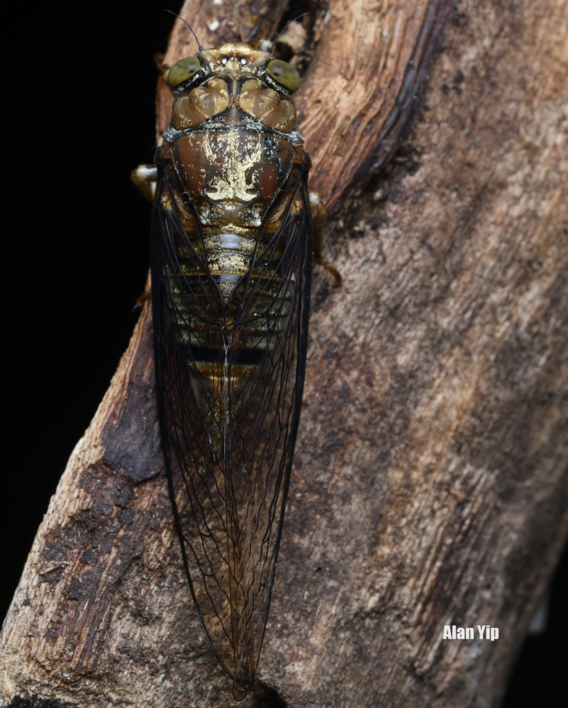 Abroma bengalense