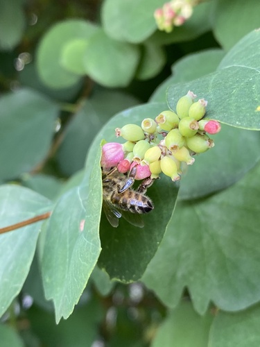 Westliche Honigbiene
