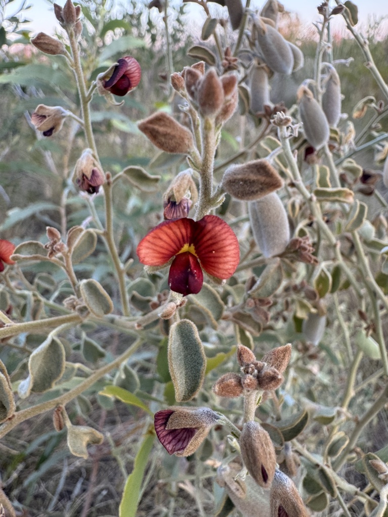 Isotropis atropurpurea
