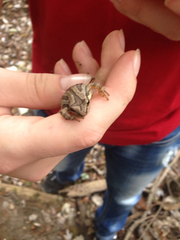 Pseudacris triseriata