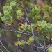 Tanninbushes - Photo (c) Tony Rebelo, some rights reserved (CC BY-SA), uploaded by Tony Rebelo