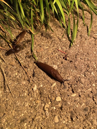 Schwarze Wegschnecke