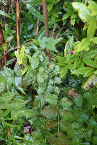 Korean creeping raspberry (Rubus pungens)