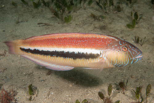 Ophthalmolepis lineolata (Valenciennes, 1839)