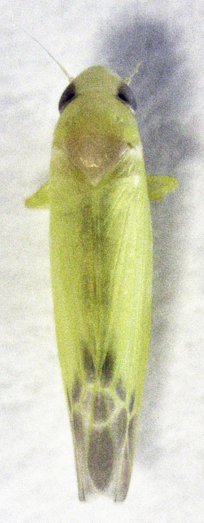 Edwardsiana froggatti