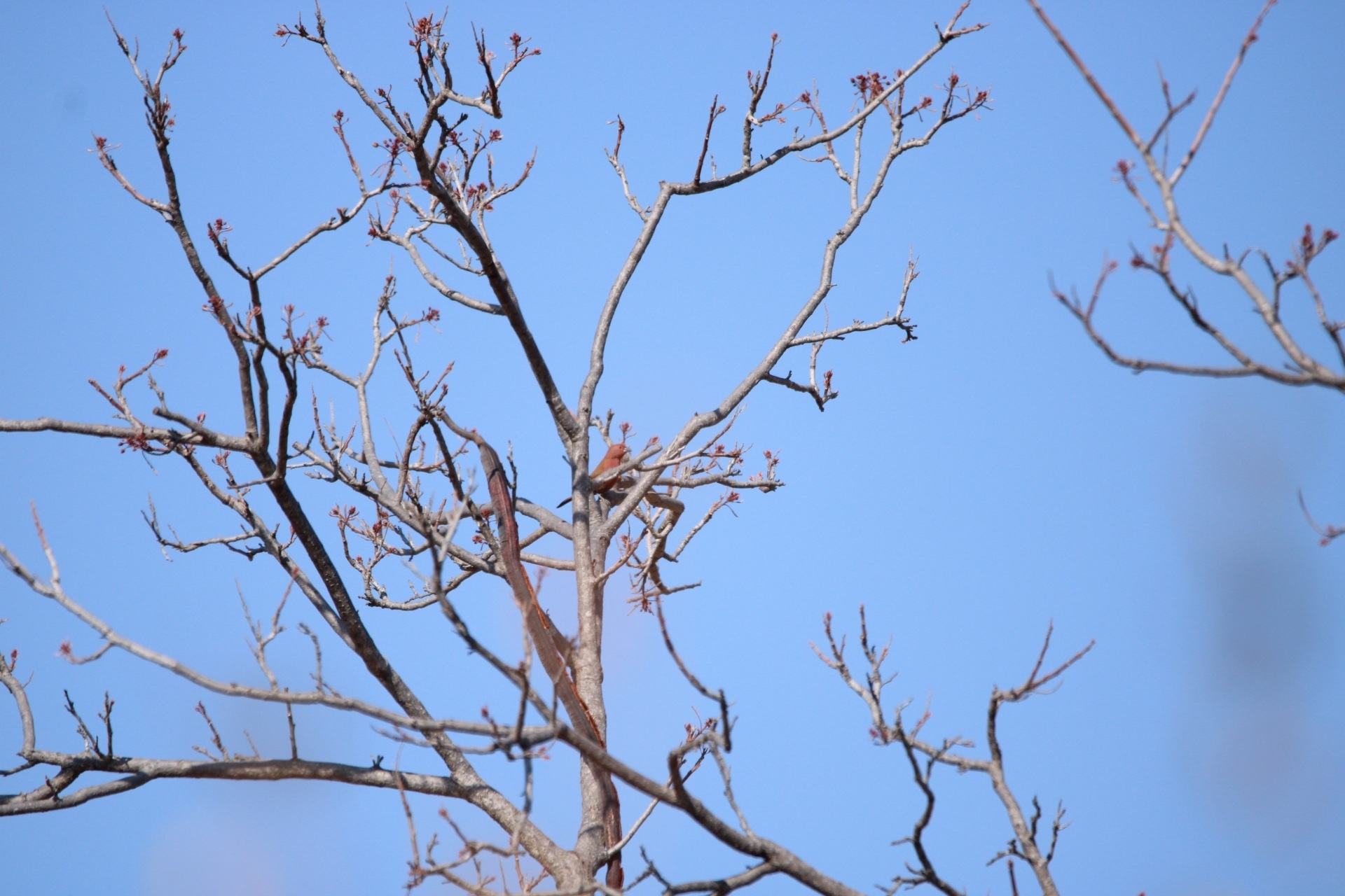 Jameson's Firefinch (Lagonosticta rhodopareia), photo 7