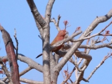 Jameson's Firefinch (Lagonosticta rhodopareia), photo 8