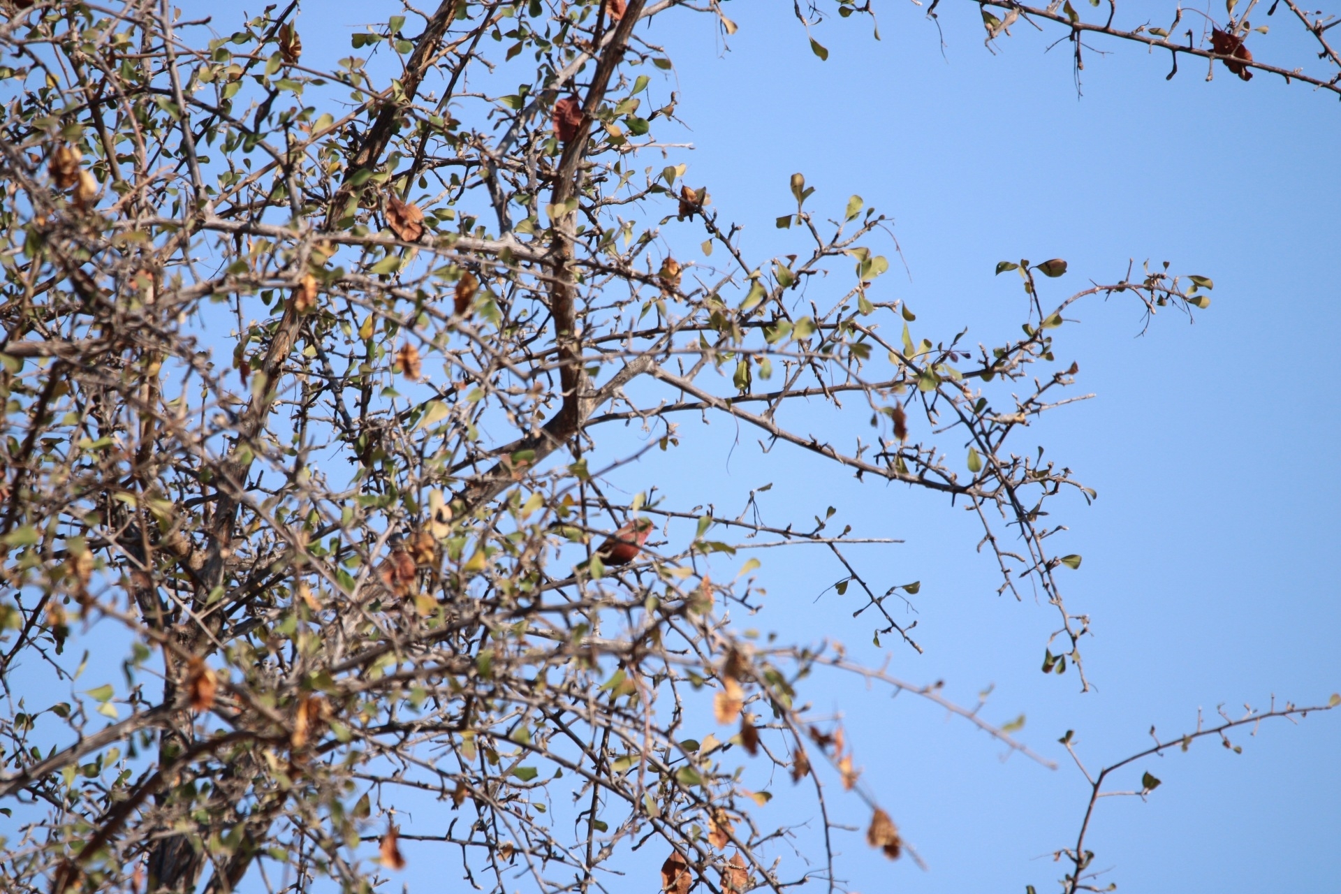 Jameson's Firefinch (Lagonosticta rhodopareia), photo 9