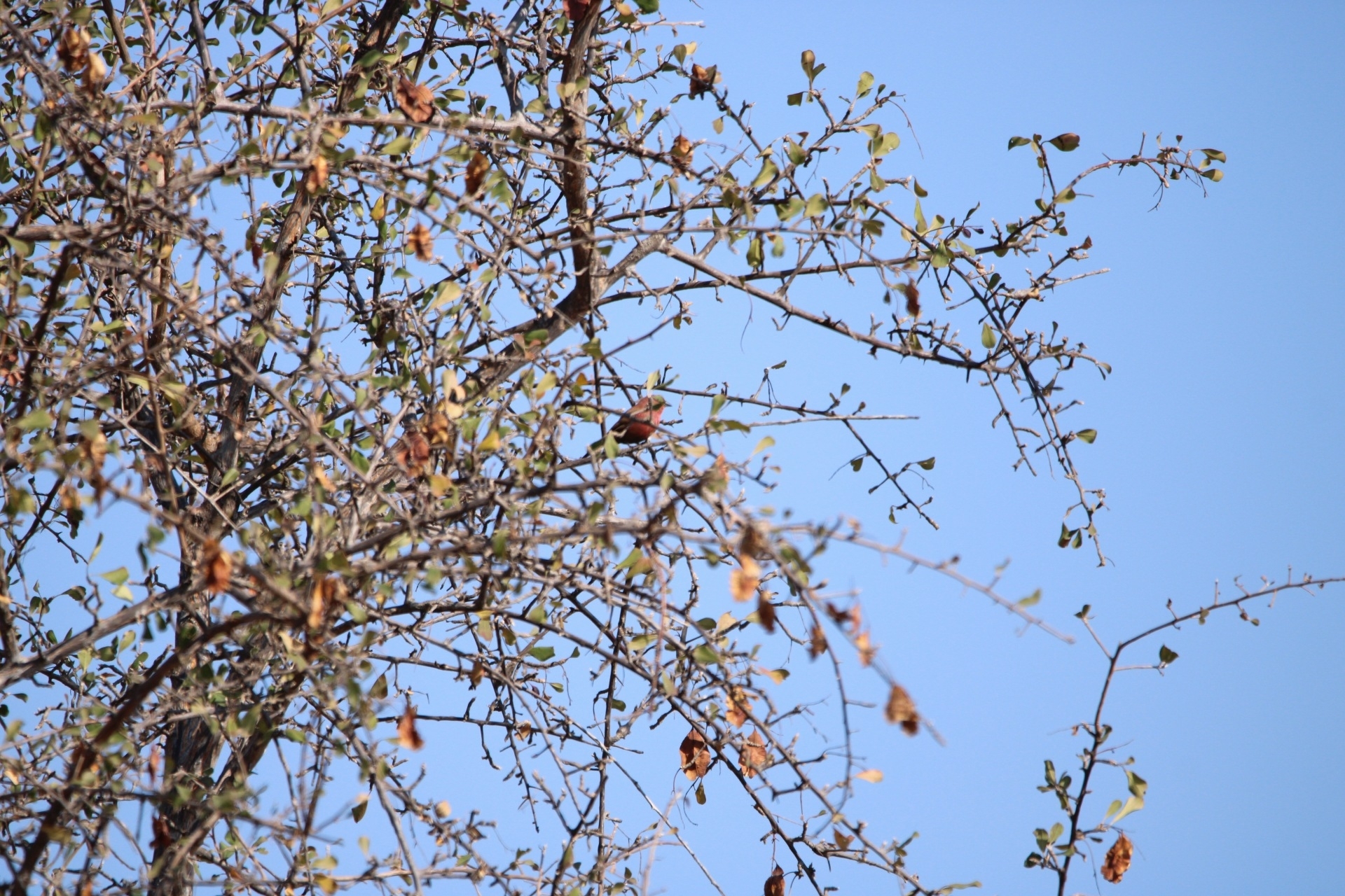 Jameson's Firefinch (Lagonosticta rhodopareia), photo 10