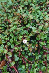Cotoneaster morrisonensis, photograph (c) 如此甚好, some rights reserved (CC BY)